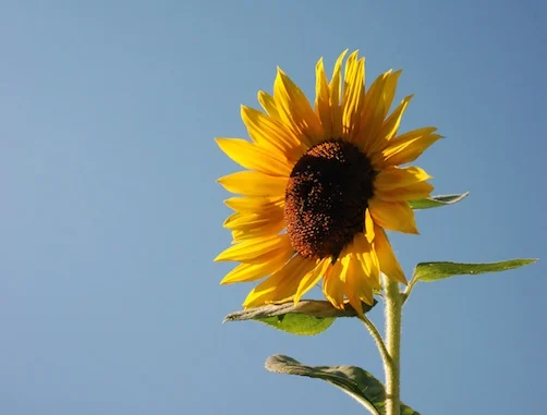 Het zomerseminar komt eraan